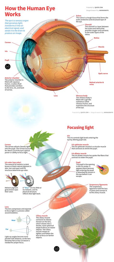 The Eye Is A Sensory Organ That Perceives Light Transforms It Into An
