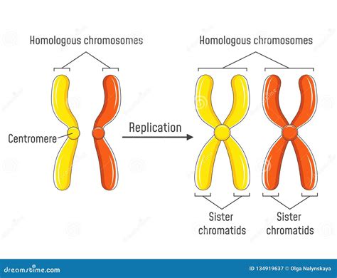 Cromosomas Y Crom Tides Hom Logos Ilustraci N Del Vector Ilustraci N De Materno Gen Tico