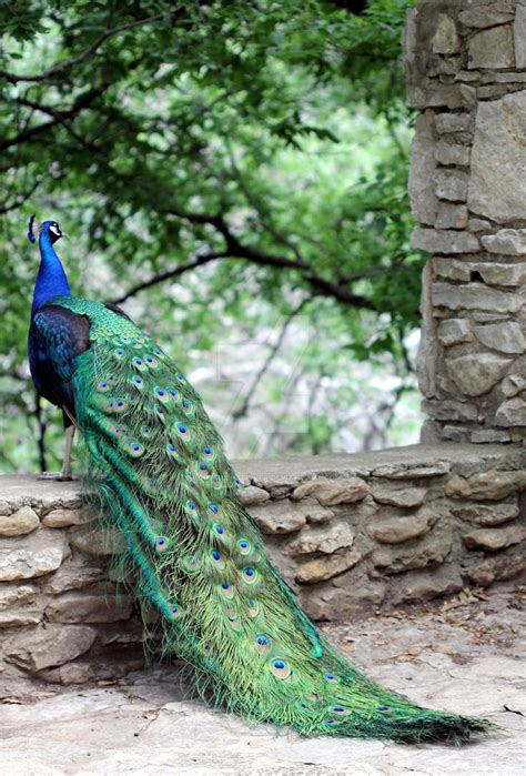 Male Peacock 10 By Ladysilentsilver On Deviantart