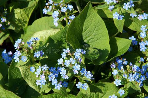 Brunnera Macrophylla Blue Flowers Stock Image Image Of Perennial