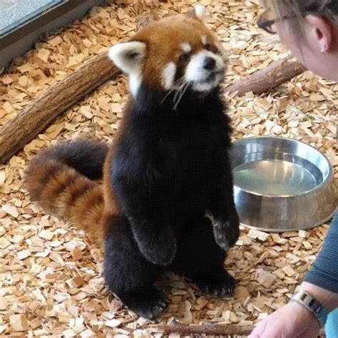 Please Follow Iloveredpandas Red Panda Eating While Standing Up