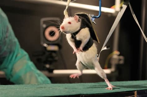 Rats May Have Been Exonerated In The Black Death To The Delight Of