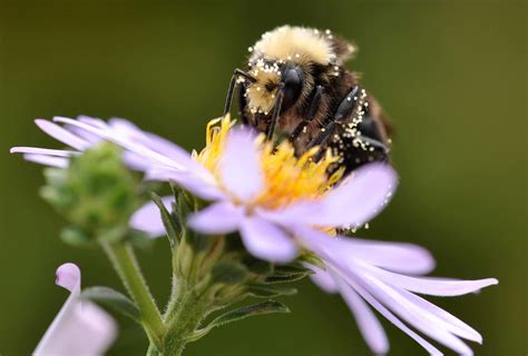 Ten Tips For A Thriving Pollinator Victory Garden The Urban Farm