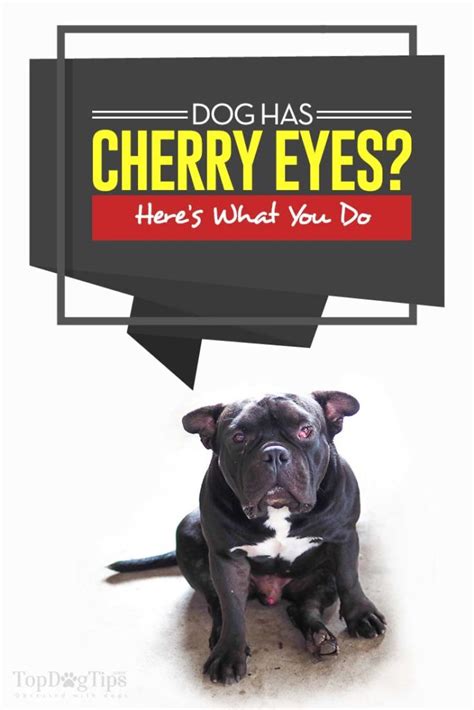 Cherry Eye In Dogs What It Means And How To Deal With It