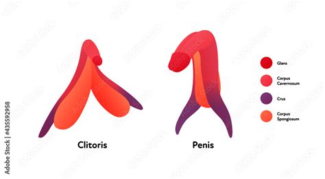 Anatomy Of The Clitoris And Penis Sex Education Scheme Etsy Hot Sex Picture
