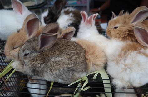 Lionhead Rabbits In Florida Your Guide To Lionhead Rabbit Care