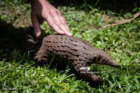 China Removes Pangolin From Traditional Medicine List Myanmar Digital