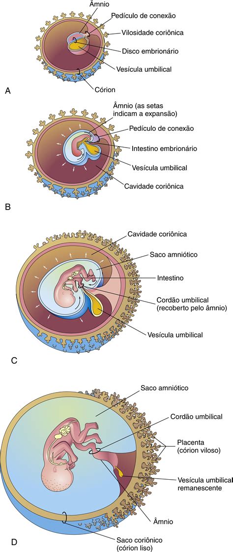 50 Desarrollo Embrionario Embriologia Del Sistema Nervioso Central