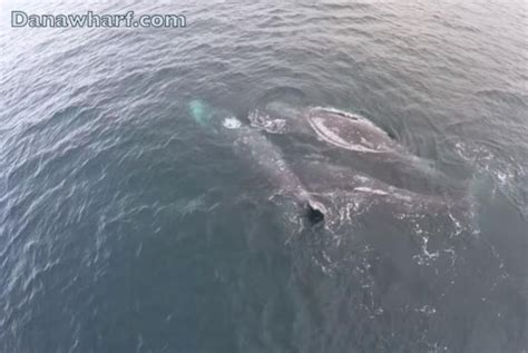 Watch Two Gray Whales Have Sex While A Third Watches