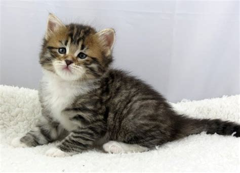 Adorable Stunning Siberian Kittens For Sale Adoption From Hawkes Bay