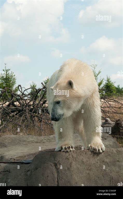 Polar Bear Columbus Zoo And Aquarium North America Stock Photo Alamy