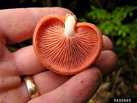 Rhodotus fungus, Rhodotus palmatus (Agaricales: Physalacriaceae) - 5492845