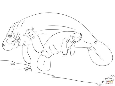 Manatee Information Coloring Pages - Coloring Home