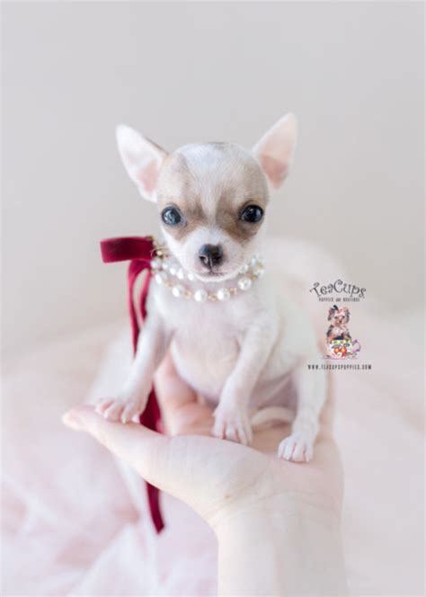 Unique dollface pups who keep that look as adults! Teacup Chihuahuas and Chihuahua Puppies For Sale by ...