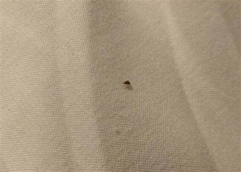 Travel Tips What To Do If Your Hotel Has Bed Bugs