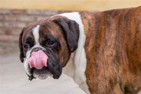 Why Do Boxers Lick The Air It Could Be Acid Reflux Boxer Dog Diaries