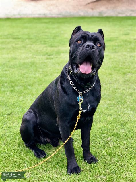 Pure Cane Corso Male With Papers And Dna Stud Dog In Arizona The