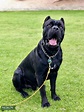 Pure Cane Corso Male With Papers and DNA - Stud Dog Arizona - Breed ...