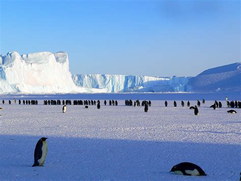 Antarcticas Emperor Penguins Could Be Extinct By 2100 And Other