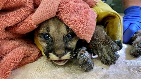 Mountain Lion Cub Burned In Calif Fire Is Rescued By Firefighter