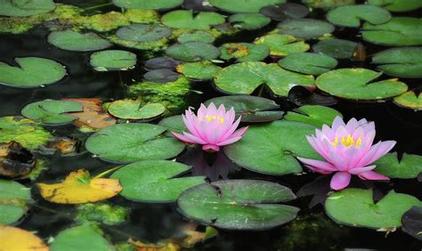 Lily Pad Bloom Photograph By Zach Frailey Pixels