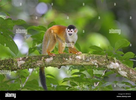 Central American Squirrel Monkey Stock Photo Alamy