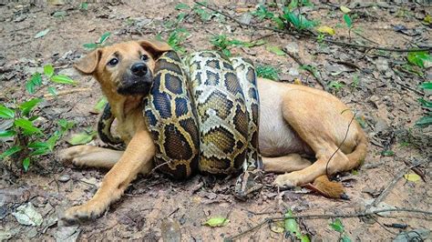 Omg Giant Python Kill Dogdog Kill Python Almost Kill Dog Youtube