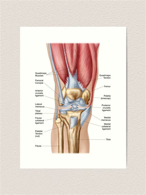 Anatomy Of Human Knee Joint Art Print For Sale By Stocktrekimages