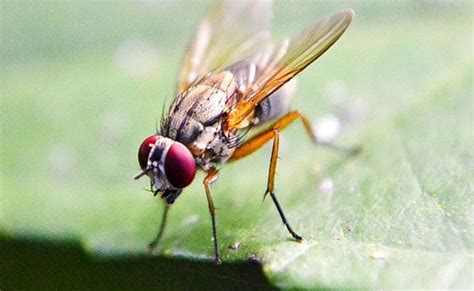 How Was It For You Female Flies Sense When Sex Partner A Good Fit