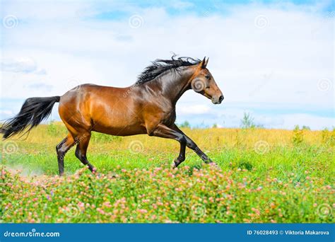 Bay Horse Runs Gallop On Flowers Meadow Stock Image Image Of Green