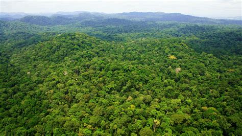 Tropical Forests Losing Their Ability To Absorb Carbon