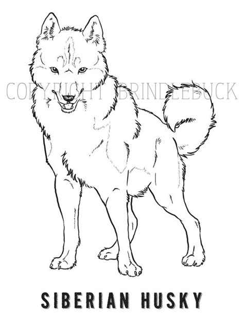 Items Similar To Siberian Husky Dog Coloring Page Download Child Art