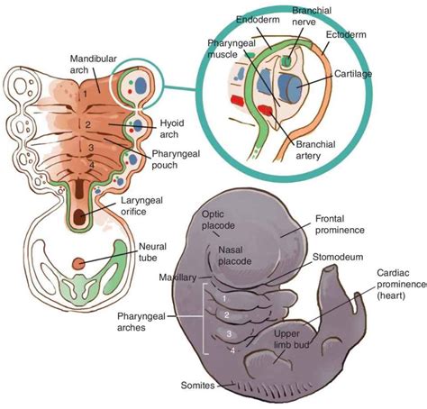 Growth And Development Pocket Dentistry