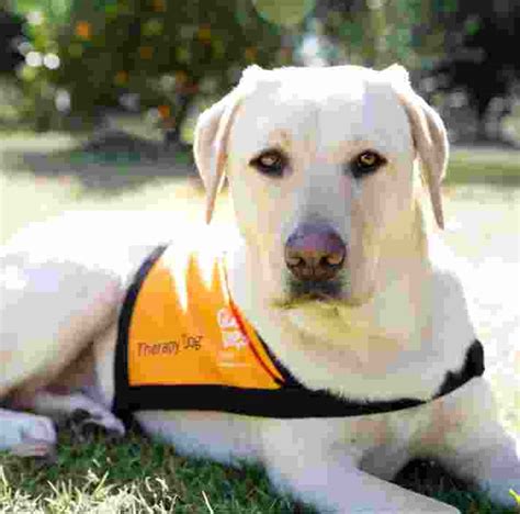 Therapy Dogs Guide Dogs Nswact