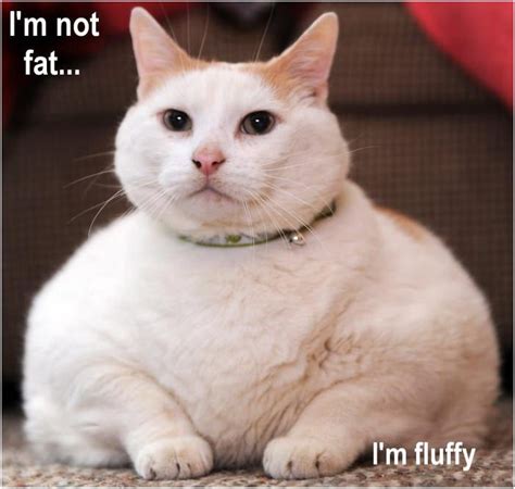 Fat Cat Pictures And Jokes Funny Pictures And Best Jokes Comics