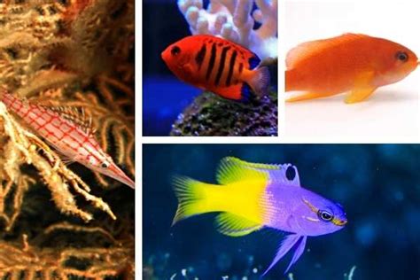 77 Best Saltwater Fish For A 75 Gallon Tank How Many Fish Wzaquarium