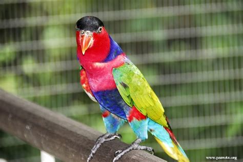 Parrot Encyclopedia Black Capped Lory World Parrot Trust