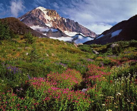 Oregons Mt Hood With Summer Wildflowers Near Mcgee Creek Photograph