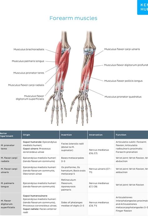 Designed for ios, android, windows, and mac. Upper Limb: Muscle Charts | Muscle anatomy, Muscle, Upper limb anatomy