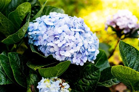 I fiori viola sono mistici ed esprimono l'individualità. Bello Fondo Blu Del Fiore Delle Ortensie Colore Naturale Fotografia Stock - Immagine di smelling ...