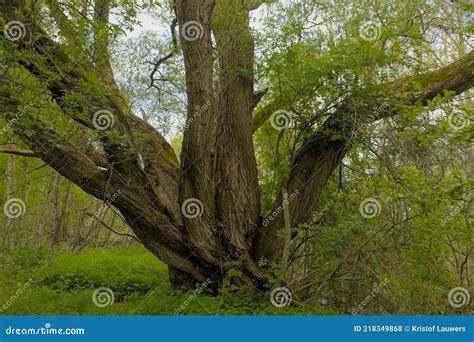 Old Willow Tree With Multiple Trunks And Fresh Green Spring Leaves