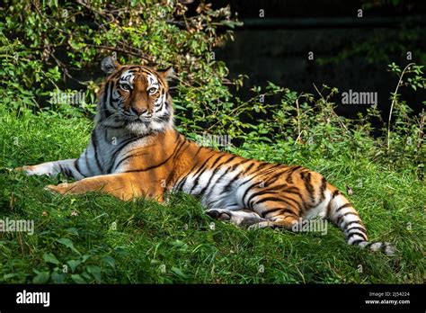 The Siberian Tigerpanthera Tigris Altaica Is The Biggest Cat In The