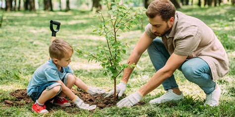 Where Should You Plant A New Tree In Your Yard Carlos Tree Service