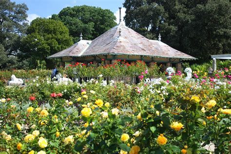 Sydney City And Suburbs Botanic Gardens Rose Garden