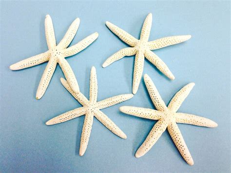 Starfish With Six Arms Etsy
