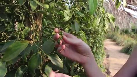 Sothy S Organic Pepper Farm In Kampot Cambodia Youtube
