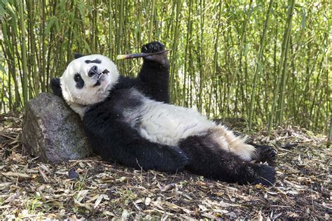 Cool Retreats Are Needed To Save Giant Panda From Warmer Weather New
