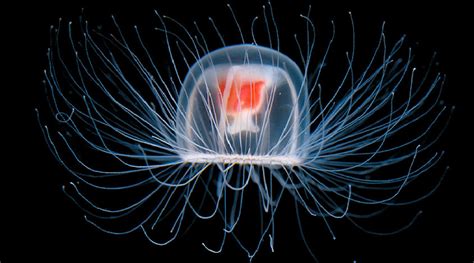 Synapse Science Magazine Weird And Wonderful The Immortal Jellyfish