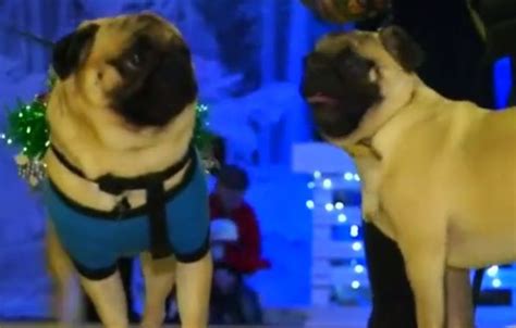 Video Watch These Pugs Hit The Fashion Runway In Kiev Ukraine During