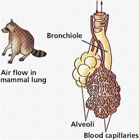 Respiratory System